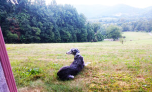 Pet rooms at Graves Mountain Farm & Lodges on the Blue Ridge of VA